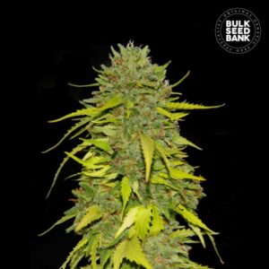 AK-47