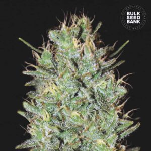 Amnesia Haze