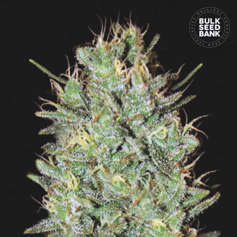 Amnesia Haze cannabis plant in flower