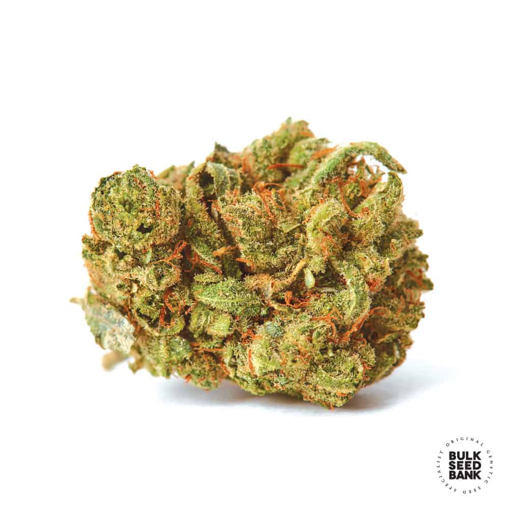 Amnesia Haze cannabis bud close-up