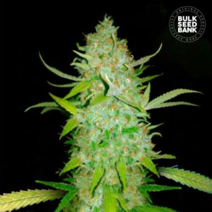 Auto AK-47