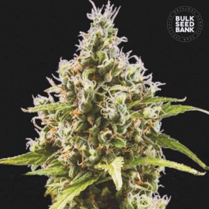 Auto Amnesia Haze