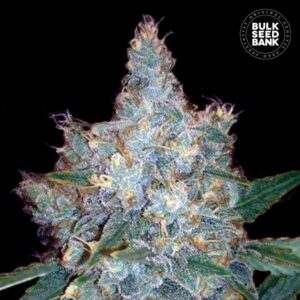 Auto Blueberry