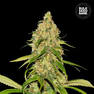 Auto CBD White Widow cannabis plant in flower