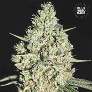 Auto Critical