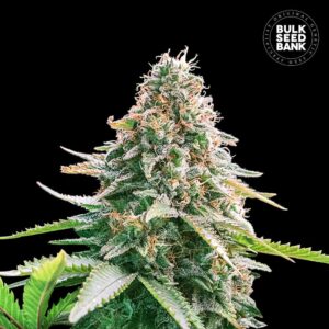 Auto Gelato