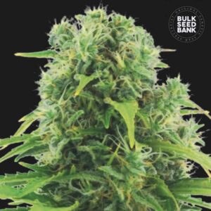 Auto Northern Lights