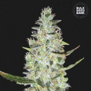 Auto Super Skunk