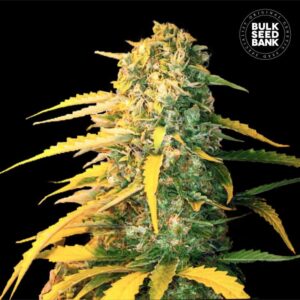 Auto White Widow