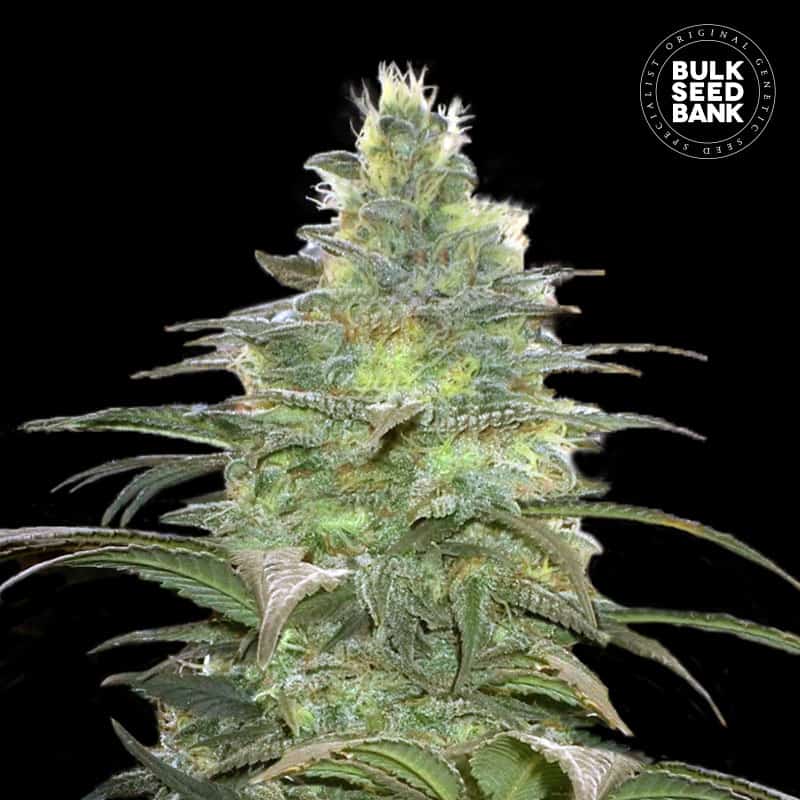Blueberry cannabis plant in flower