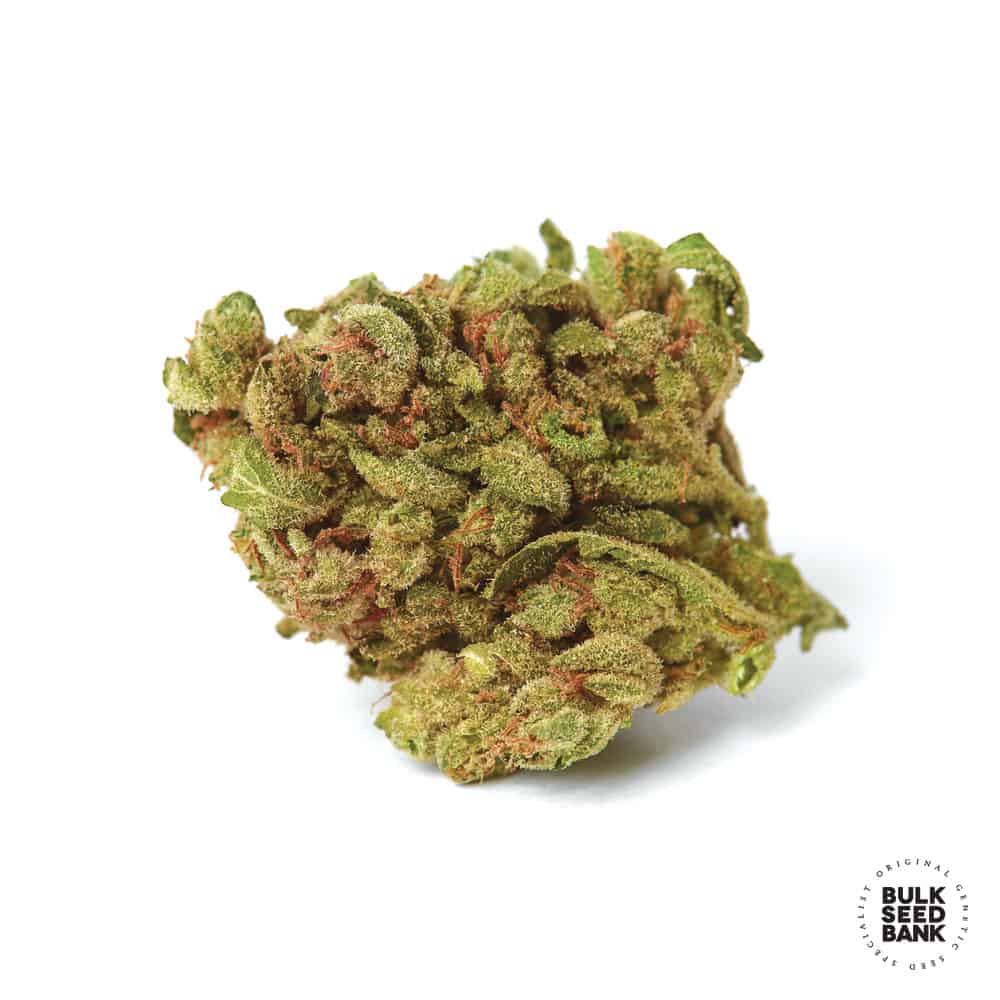 Blueberry cannabis bud close-up