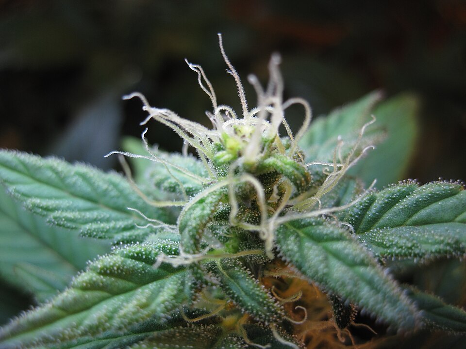 Blueberry reference photo