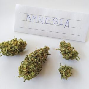 CBD Amnesia reference photo (parent strain Amnesia Haze)