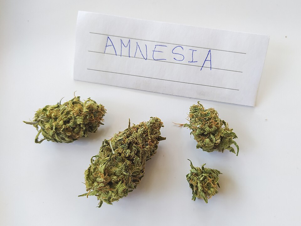 CBD Amnesia reference photo (parent strain Amnesia Haze)