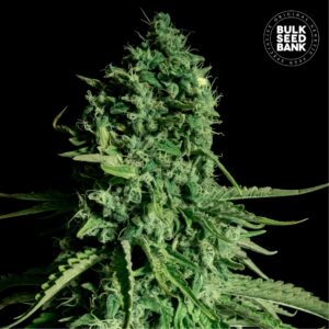 CBD Cheese cannabis plant in flower