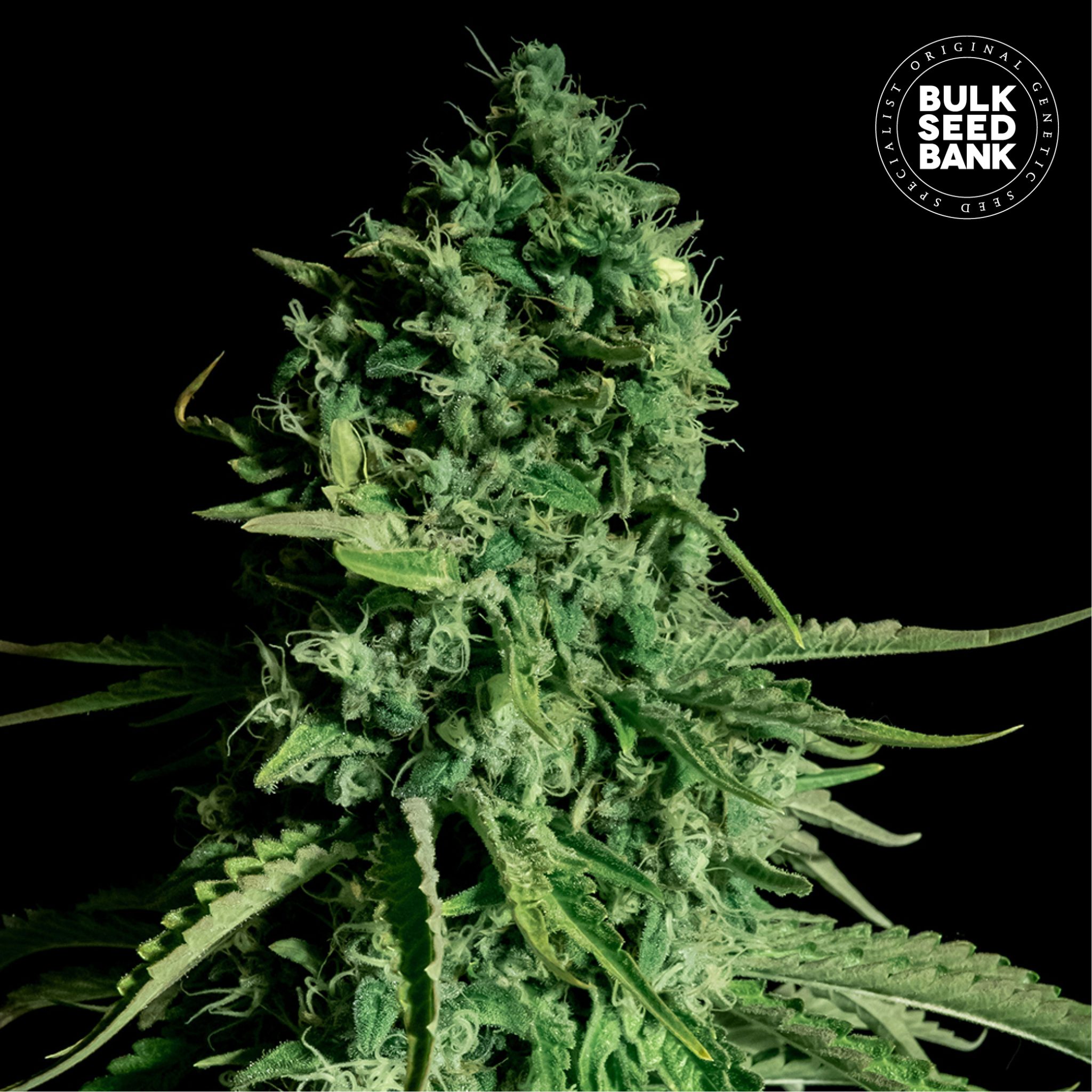 CBD Cheese cannabis plant in flower