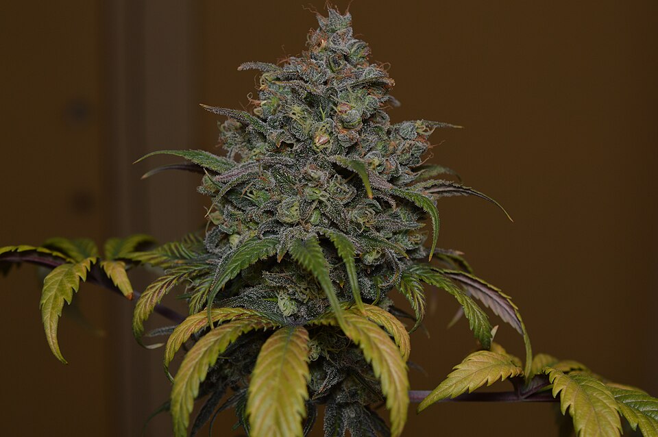 CBD Cheese reference photo