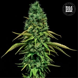 CBD Critical Mass