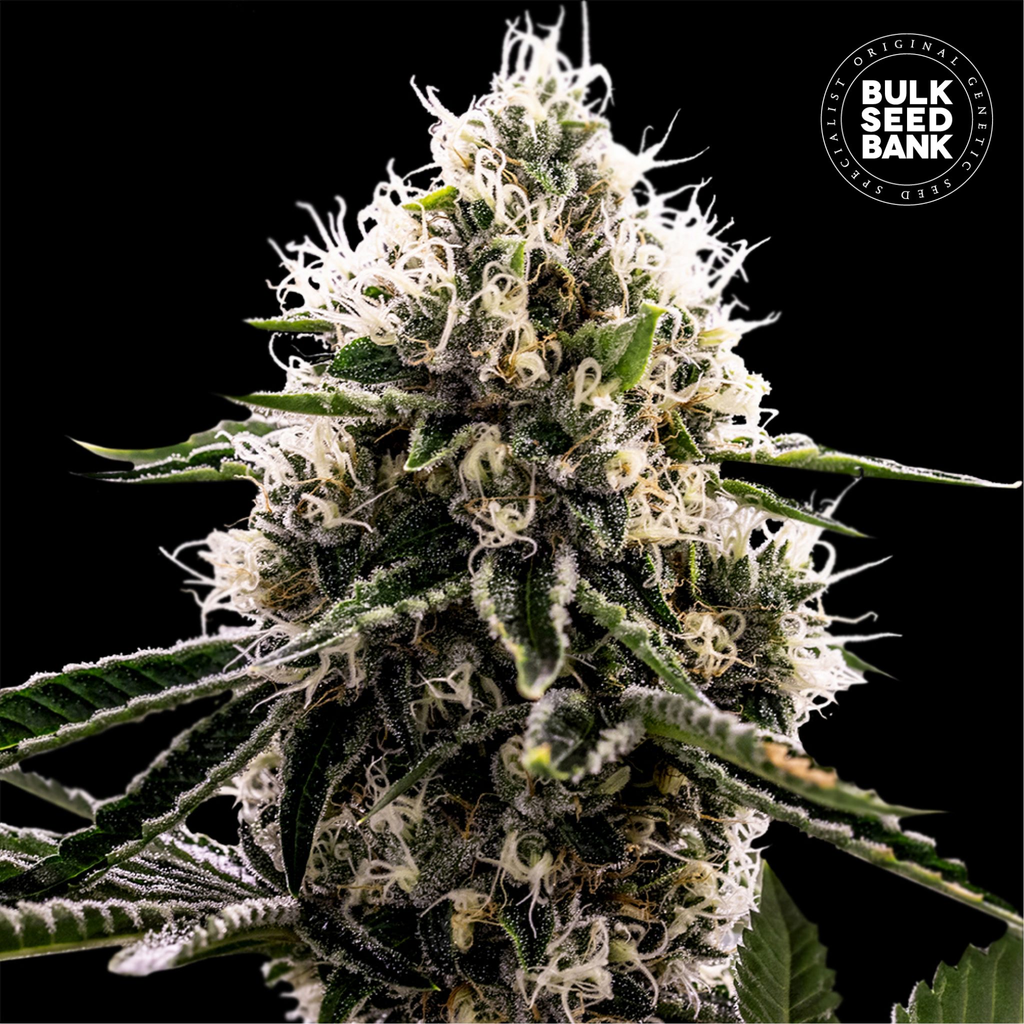 Do-Si-Dos cannabis plant in flower