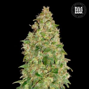 Durban Poison