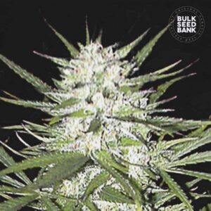 Early Skunk