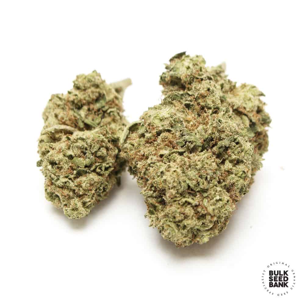 Early Skunk cannabis bud close-up