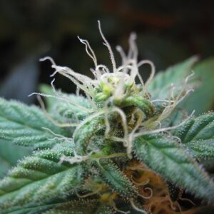 Fast Blueberry