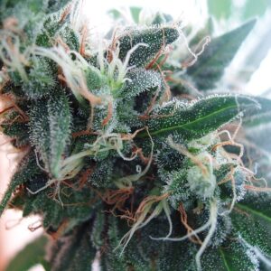 Fast White Widow