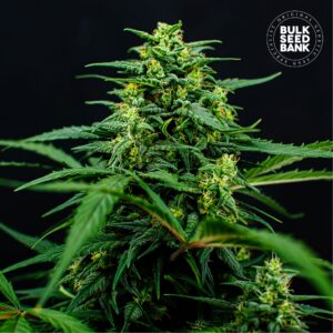 Mimosa