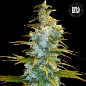 Northern Lights