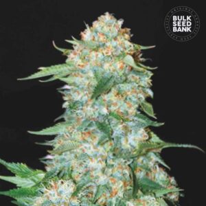 OG Kush