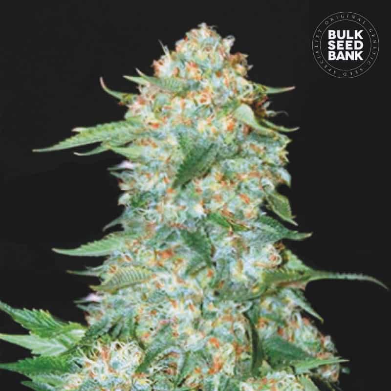 OG Kush cannabis plant in flower