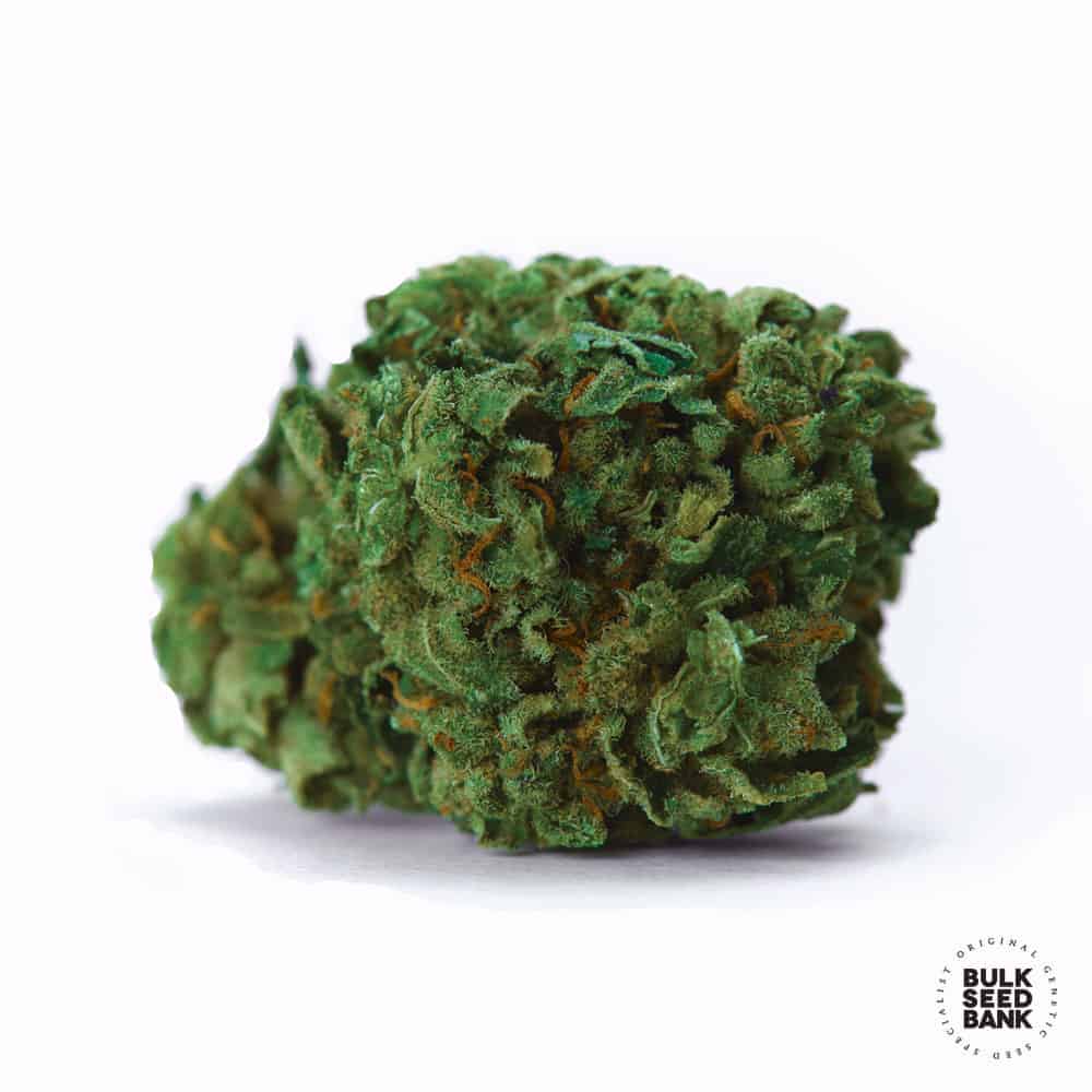 OG Kush cannabis bud close-up