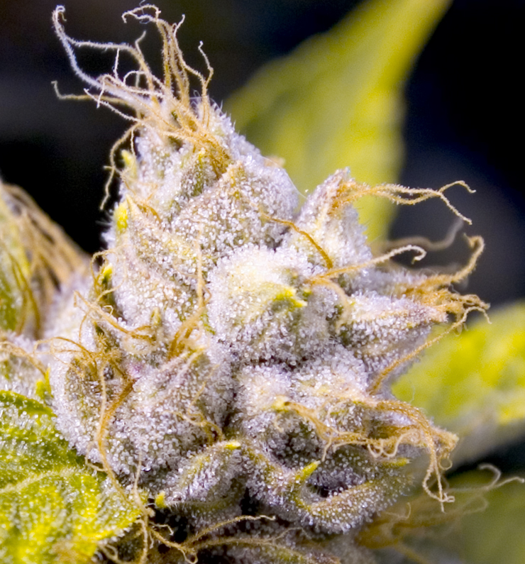 OG Kush reference photo