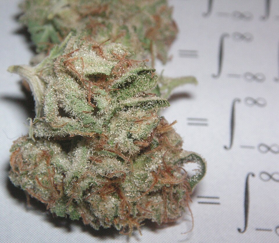 OG Kush reference photo