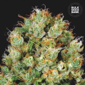 Sour Diesel
