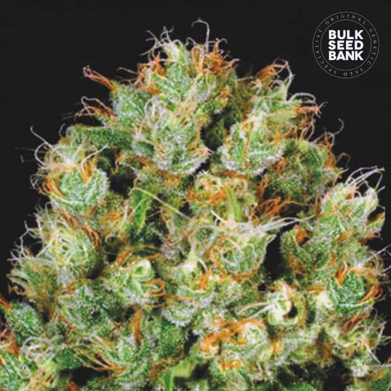 Sour Diesel cannabis plant in flower