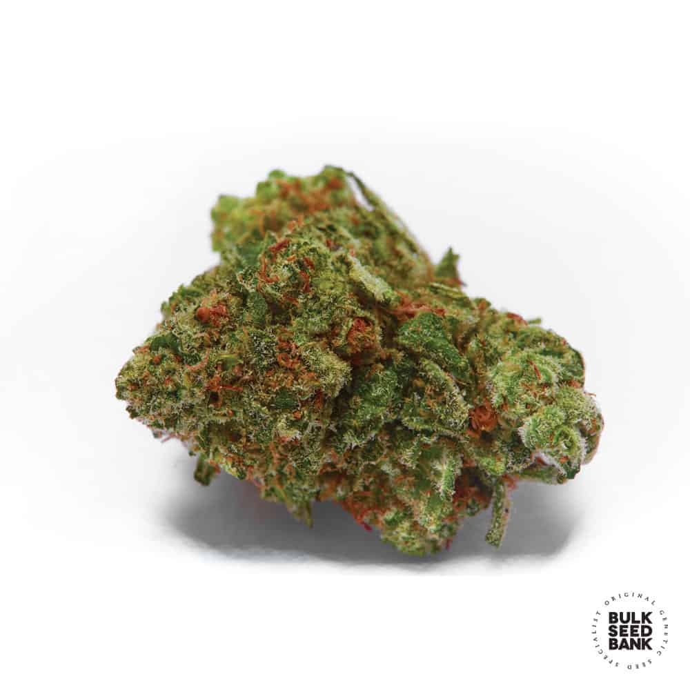 Sour Diesel cannabis bud close-up