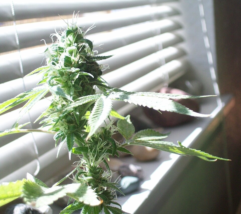 Sour Diesel reference photo