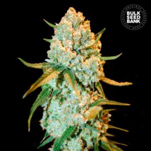 Super Silver Haze
