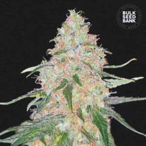 Super Skunk