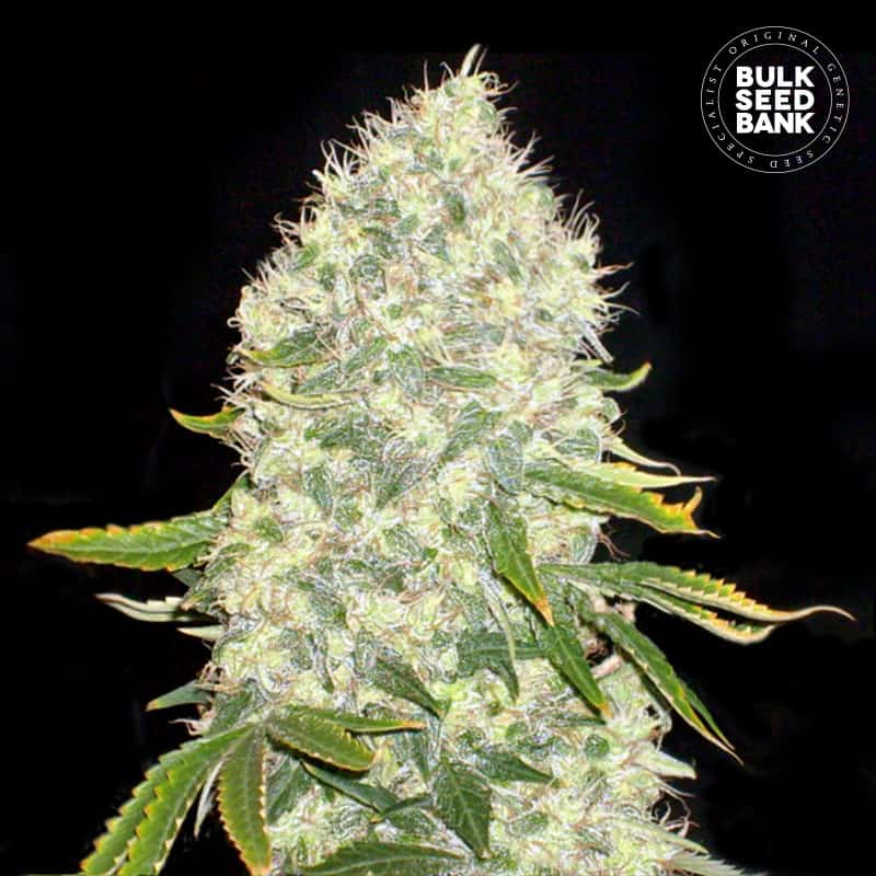 White Widow cannabis plant in flower