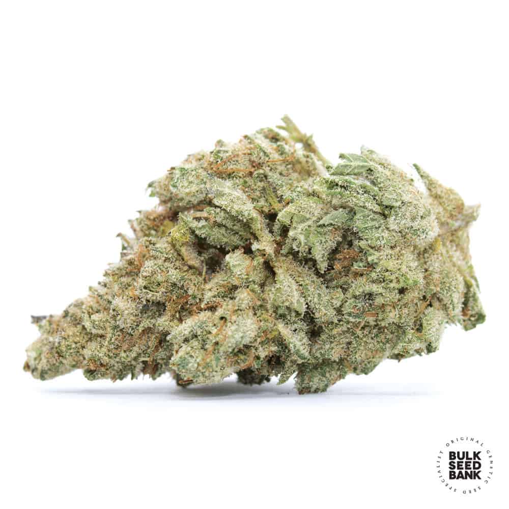 White Widow cannabis bud close-up