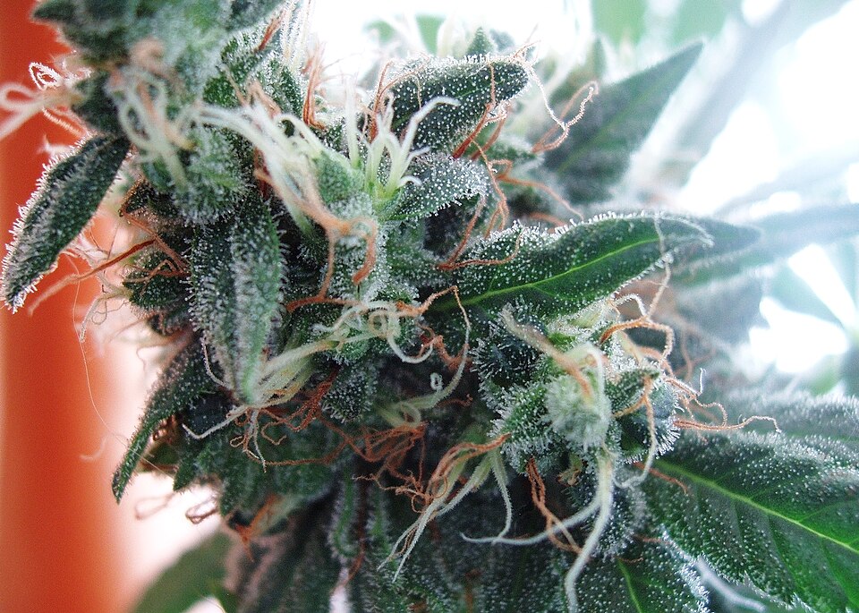 White Widow reference photo