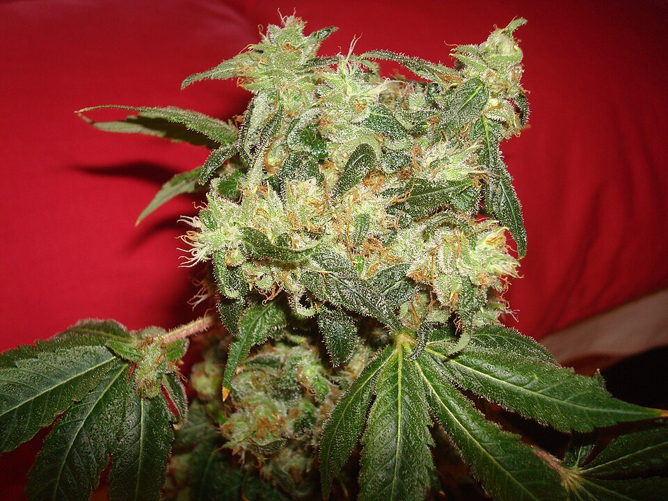White Widow reference photo